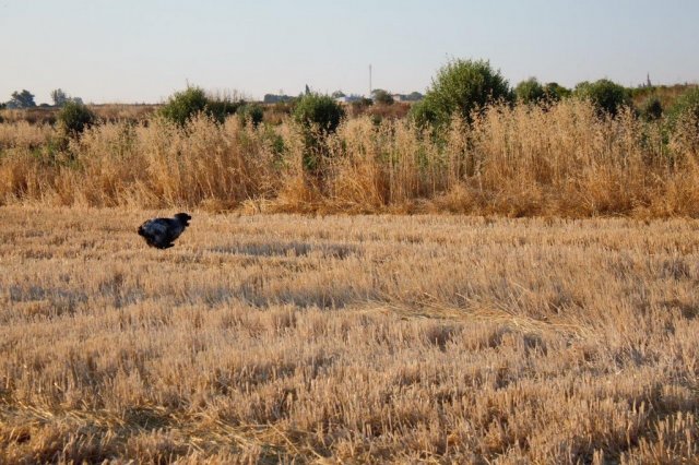 Αγωνες Α.Κ.Ι 18/6/2017